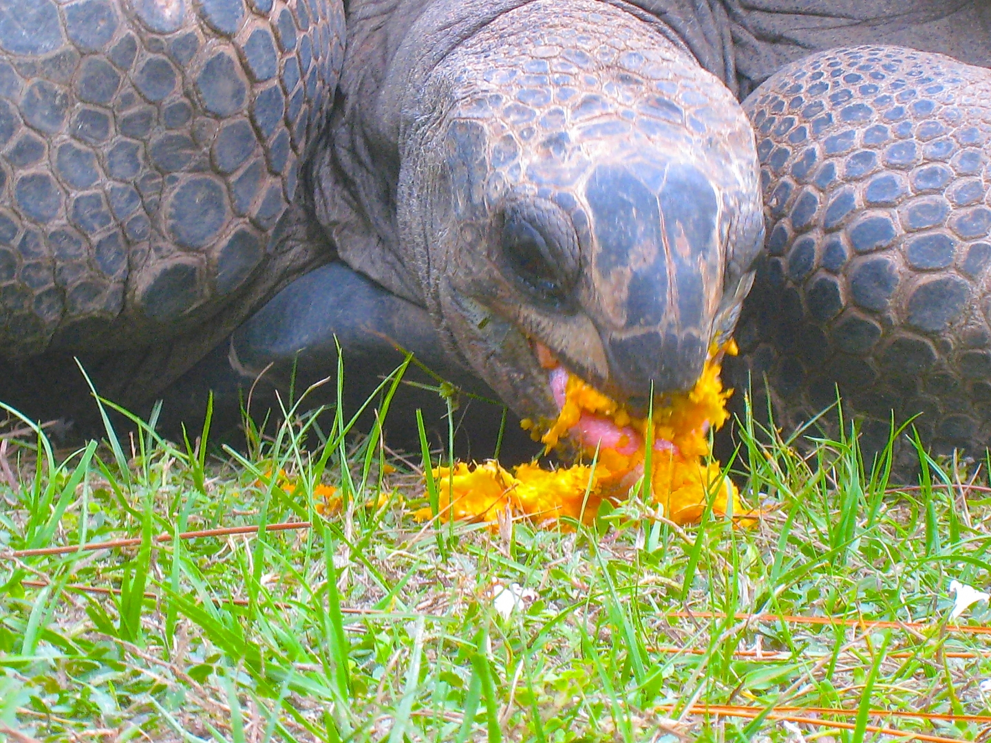 ALDABRA BREEDER