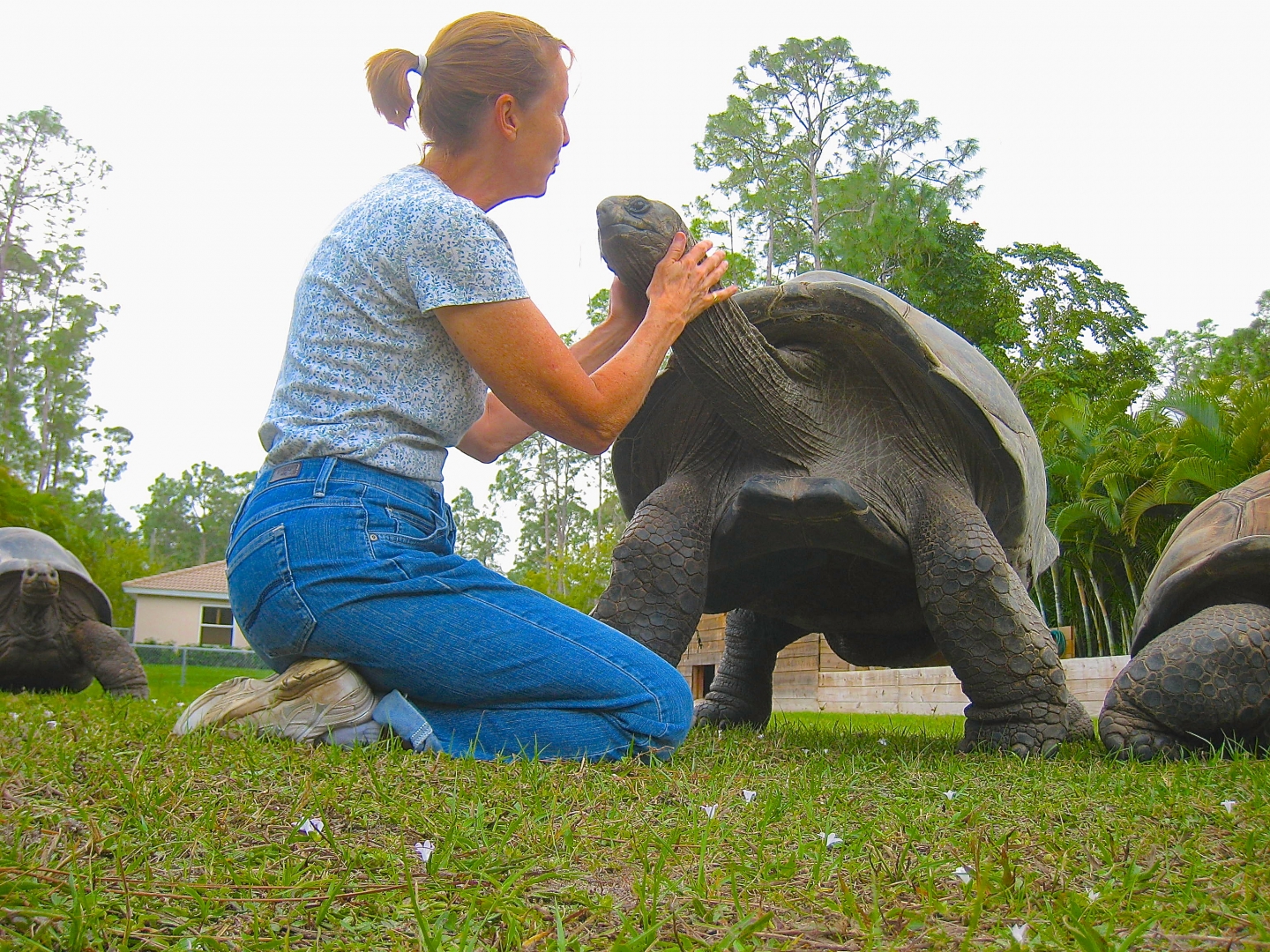 ALDABRA BREEDER