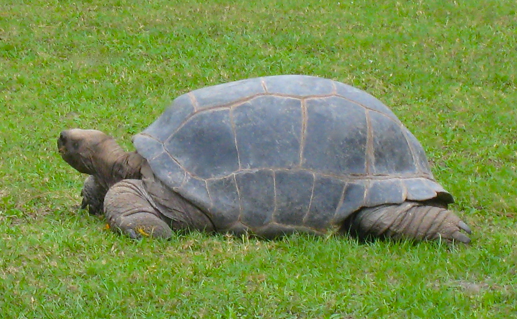 ALDABRA BREEDER