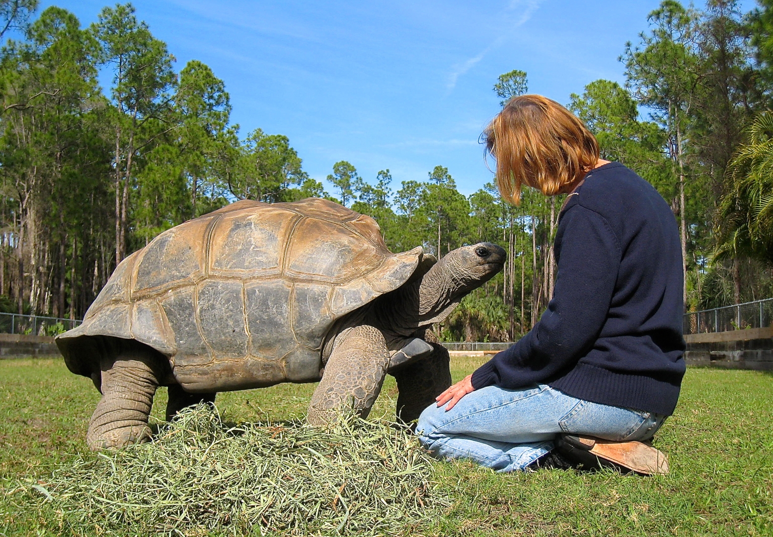 ALDABRA BREEDER