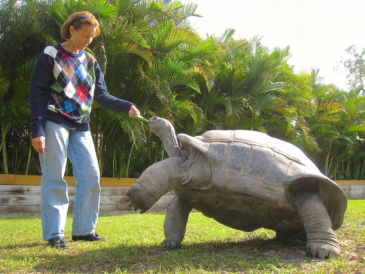 ALDABRA BREEDER