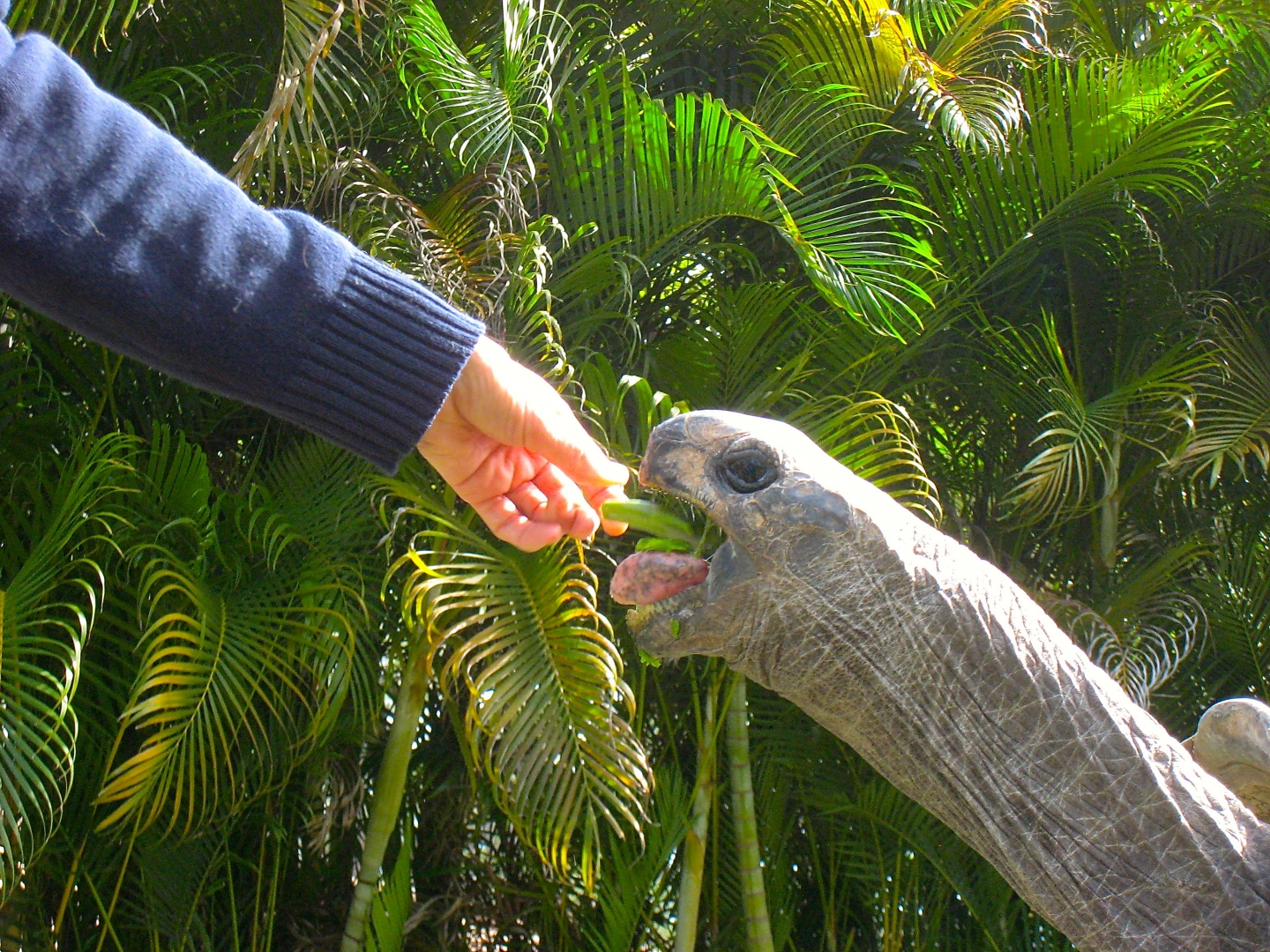 ALDABRA BREEDER