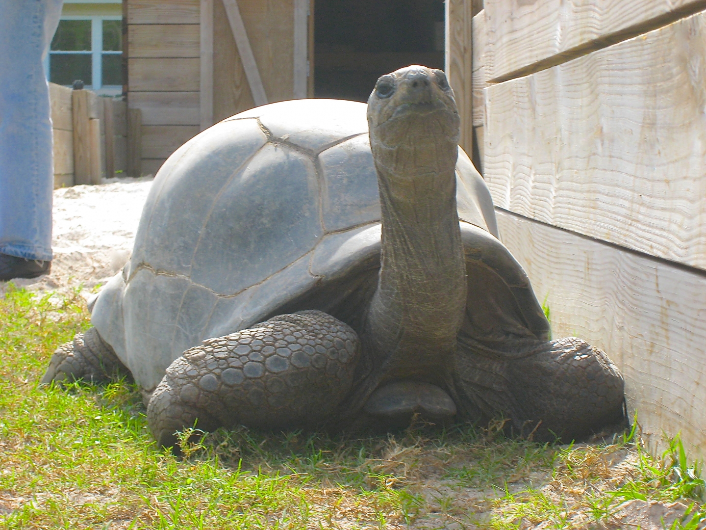 ALDABRA BREEDER