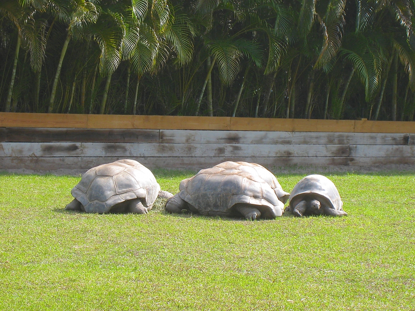 ALDABRA BREEDER
