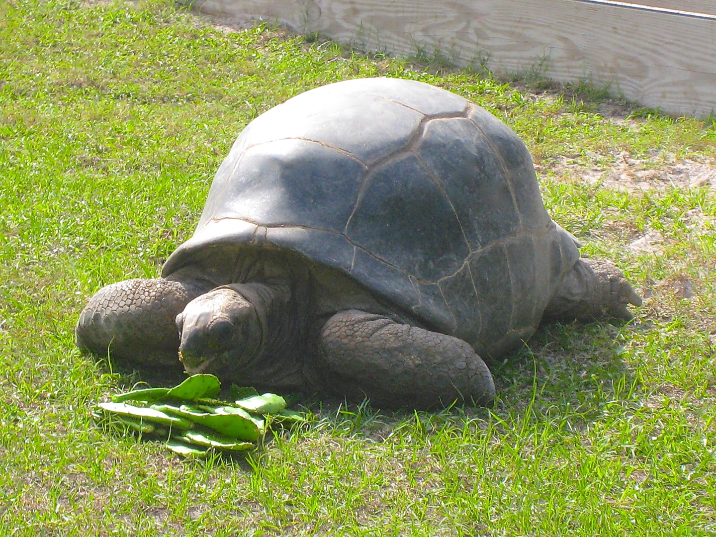 ALDABRA BREEDER
