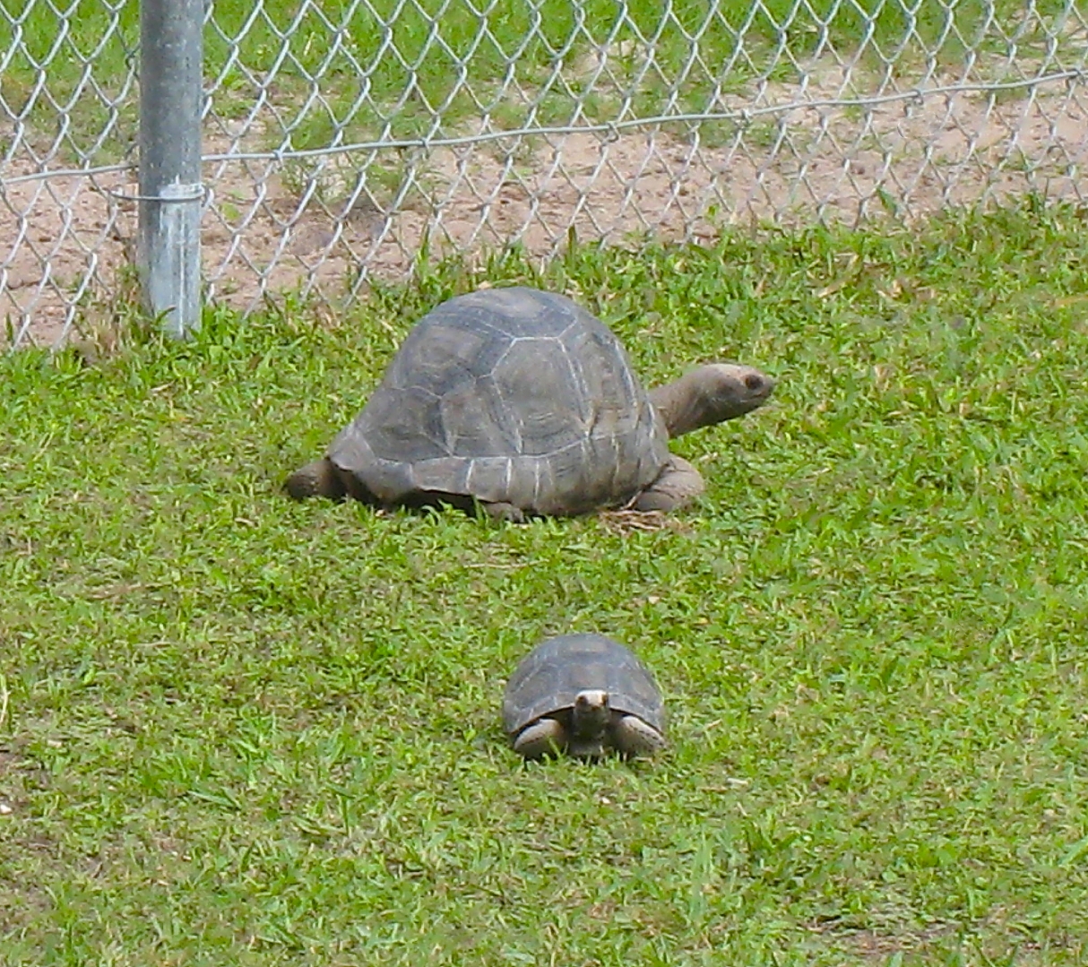 ALDABRA BREEDER