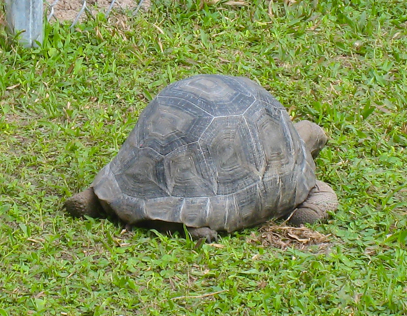 ALDABRA BREEDER