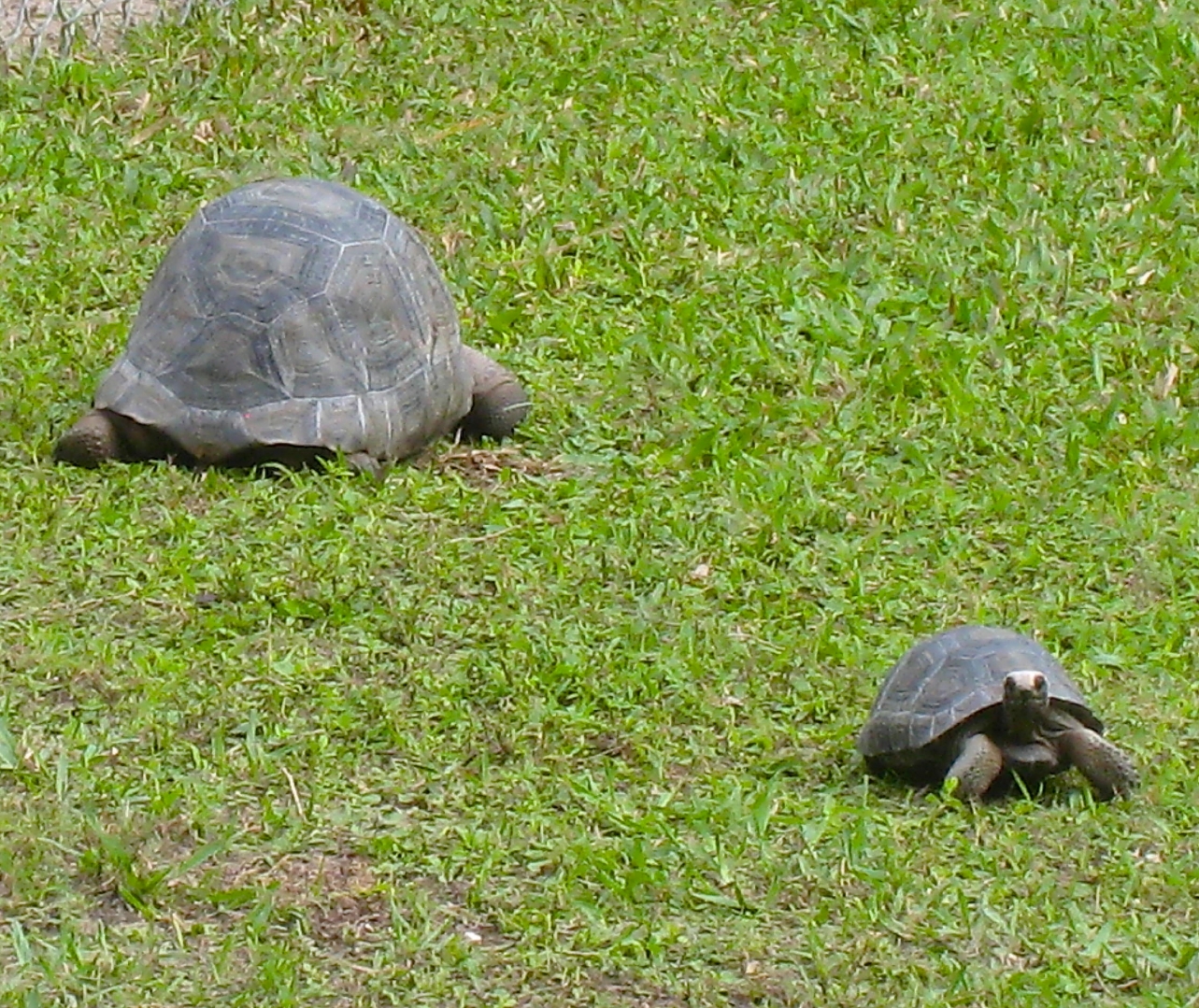 ALDABRA BREEDER