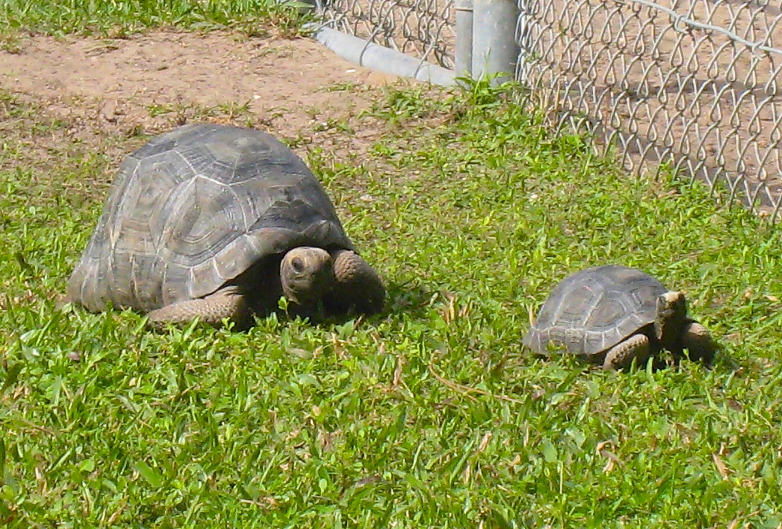 ALDABRA BREEDER