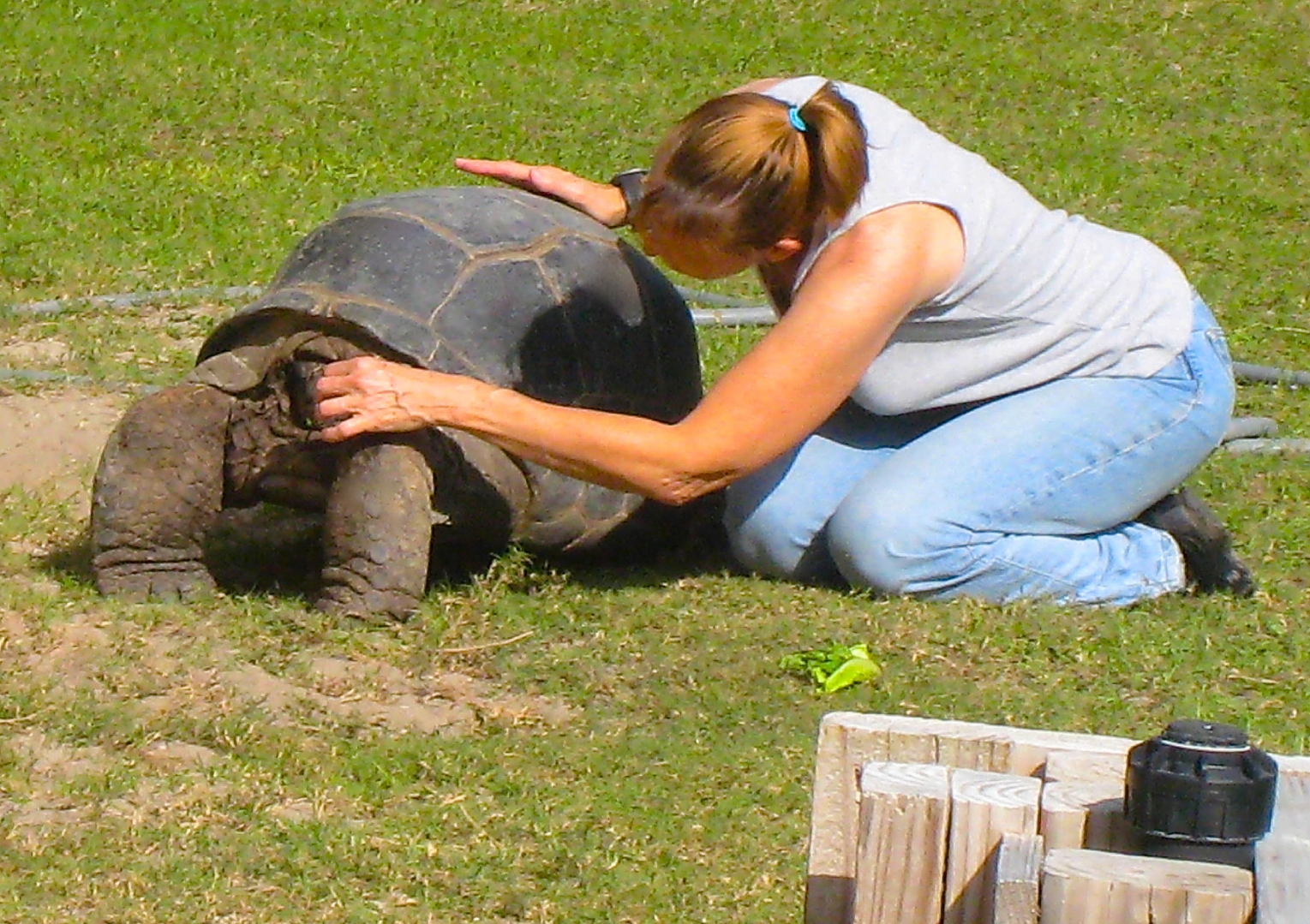 ALDABRA BREEDER