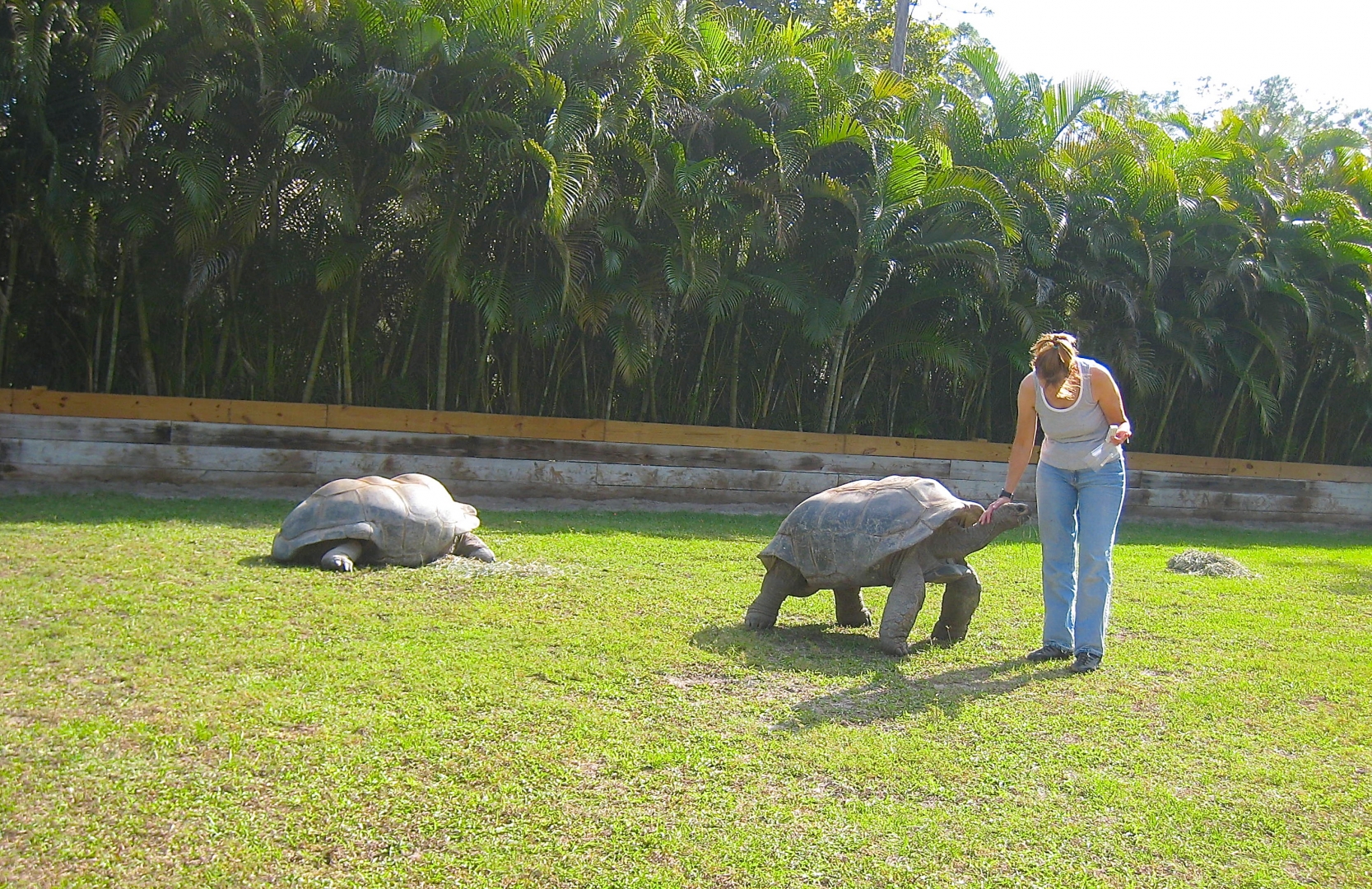 ALDABRA BREEDER