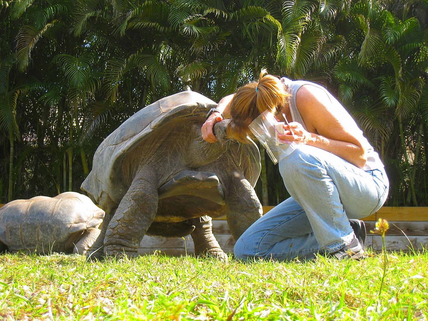 ALDABRA BREEDER