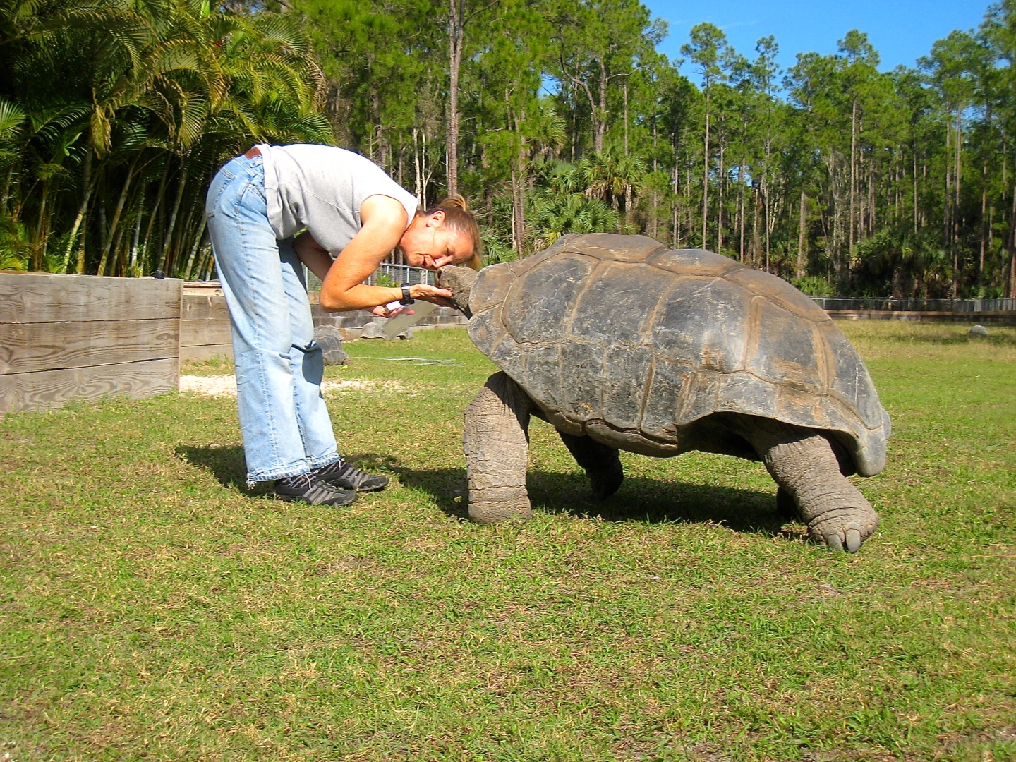 ALDABRA BREEDER