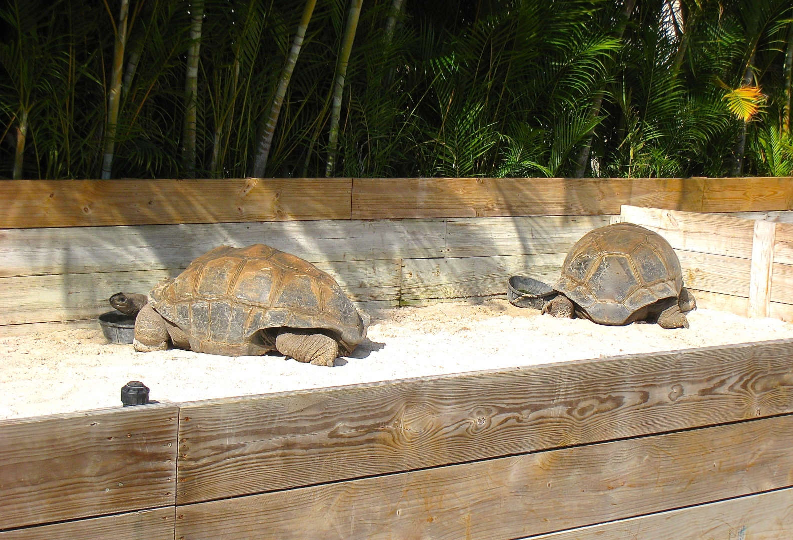 ALDABRA BREEDER