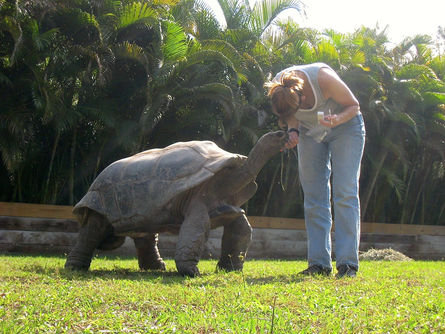 ALDABRA BREEDER
