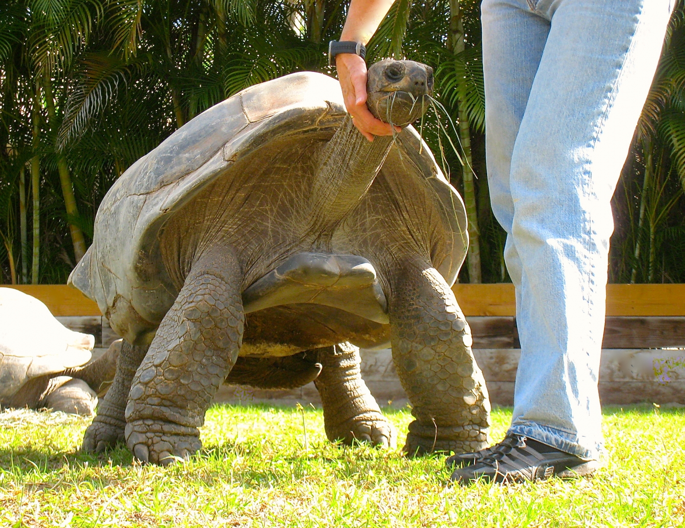 ALDABRA BREEDER