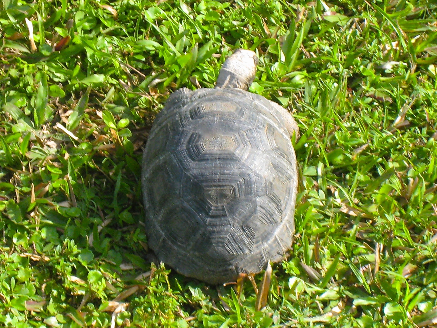 ALDABRA BREEDER
