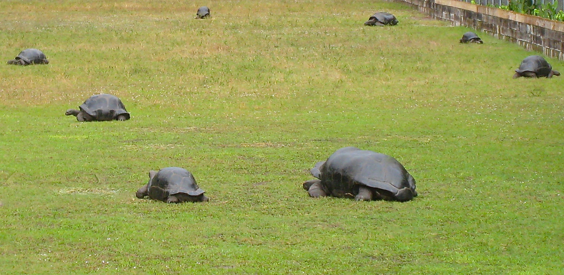 ALDABRA BREEDER