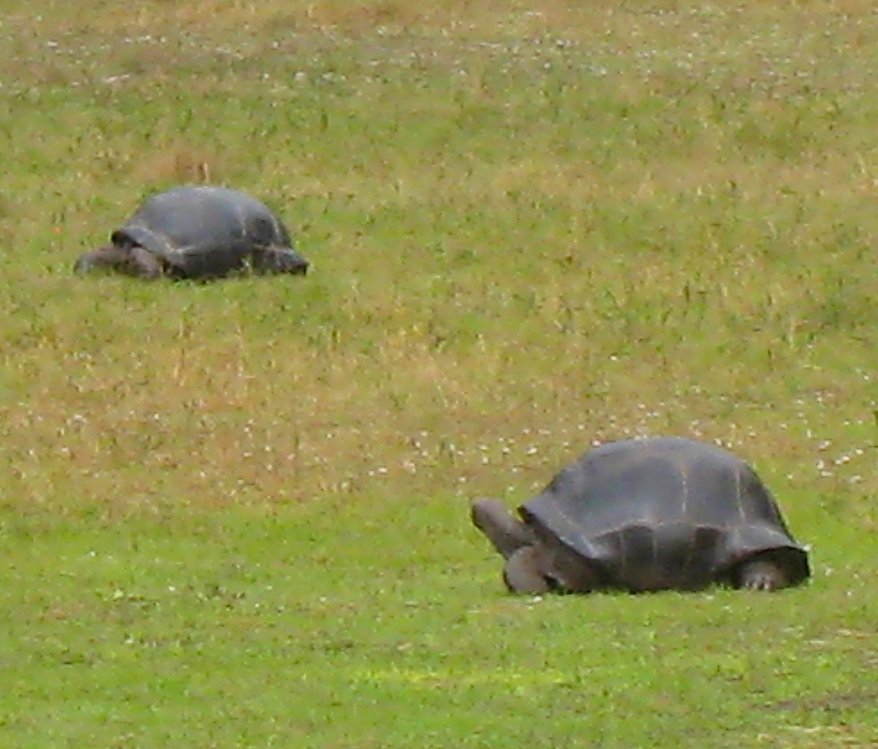 ALDABRA BREEDER