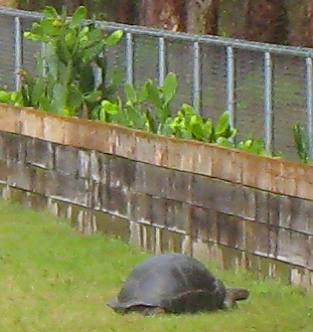 ALDABRA BREEDER