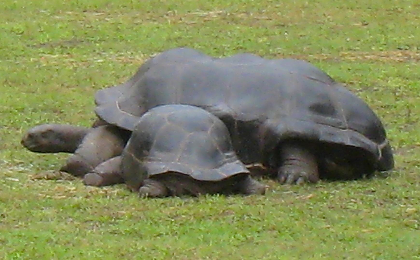 ALDABRA BREEDER