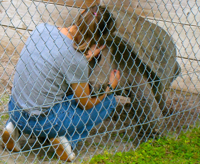 ALDABRA BREEDER