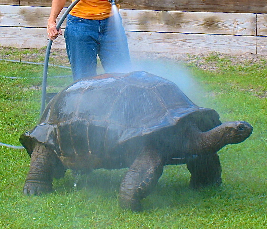 ALDABRA BREEDER