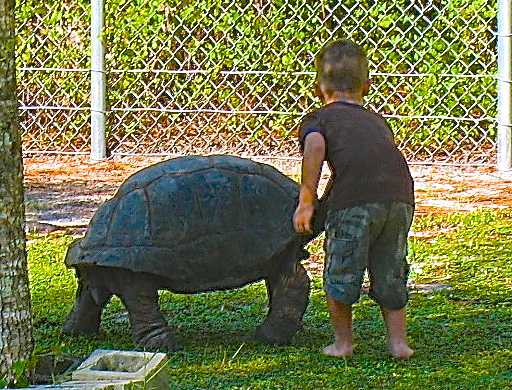 ALDABRA BREEDER