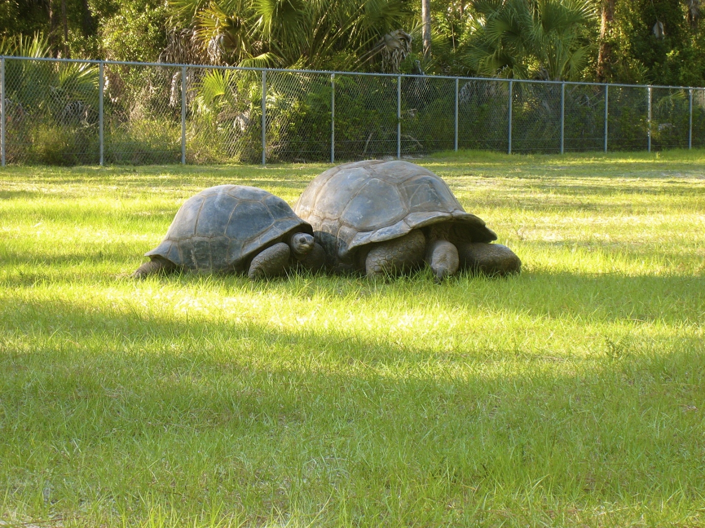 ALDABRA BREEDER