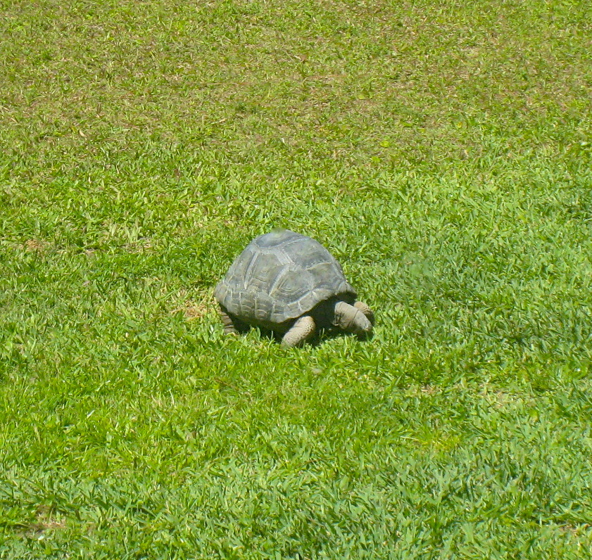 ALDABRA BREEDER