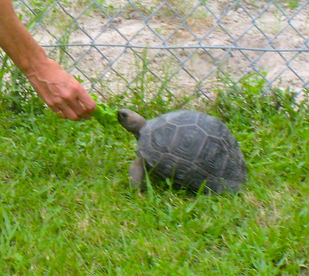 ALDABRA BREEDER