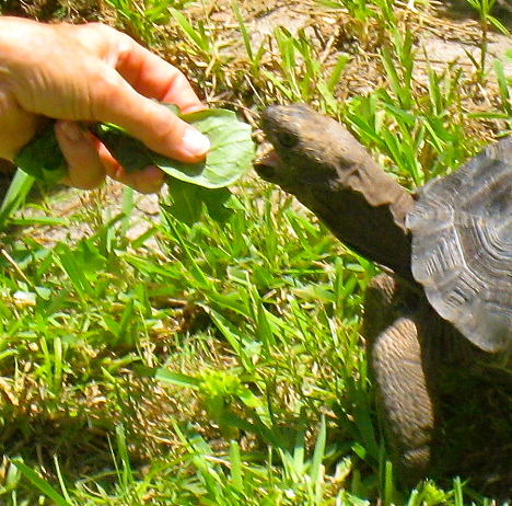 ALDABRA BREEDER
