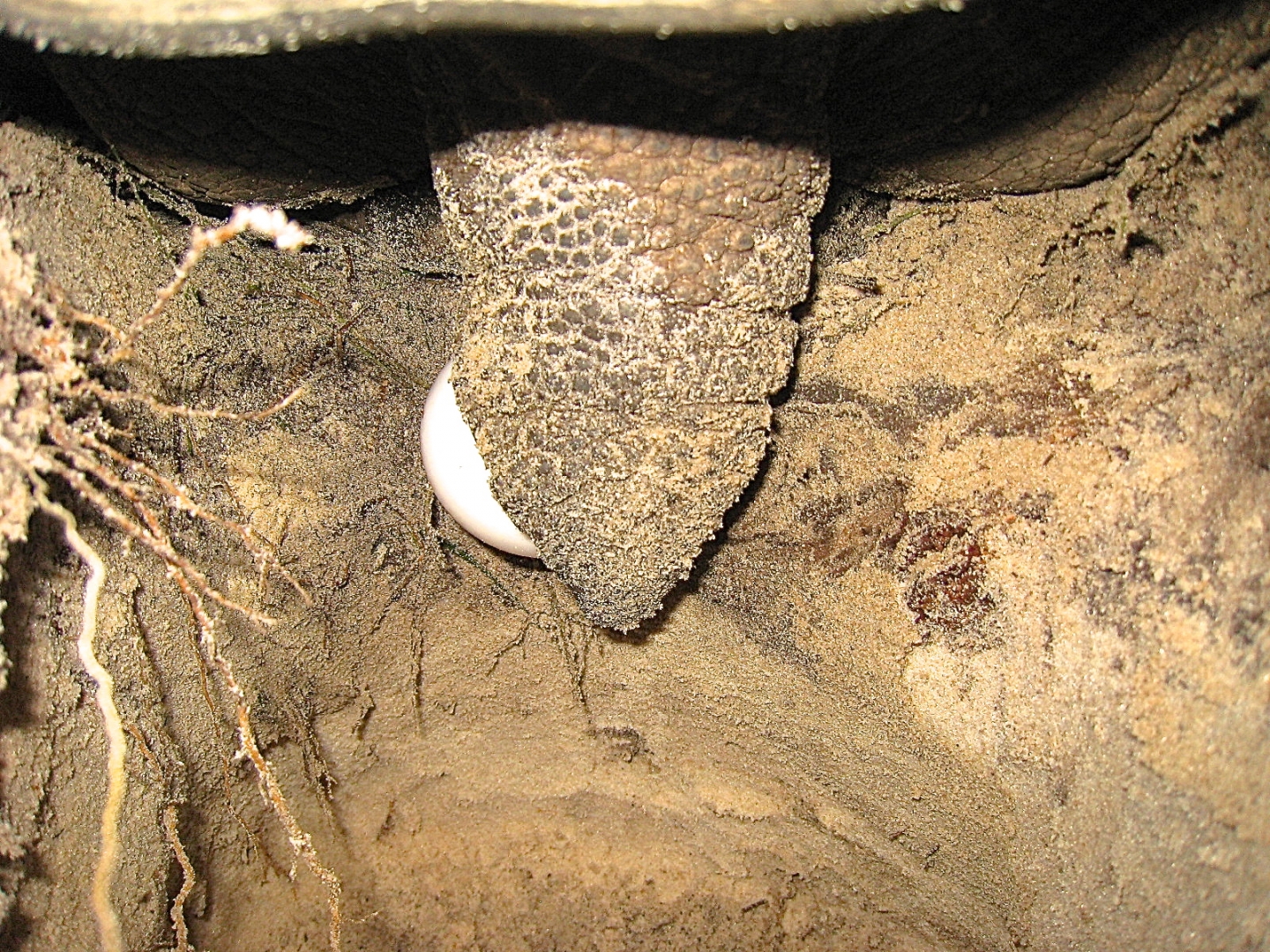 ALDABRA BREEDER