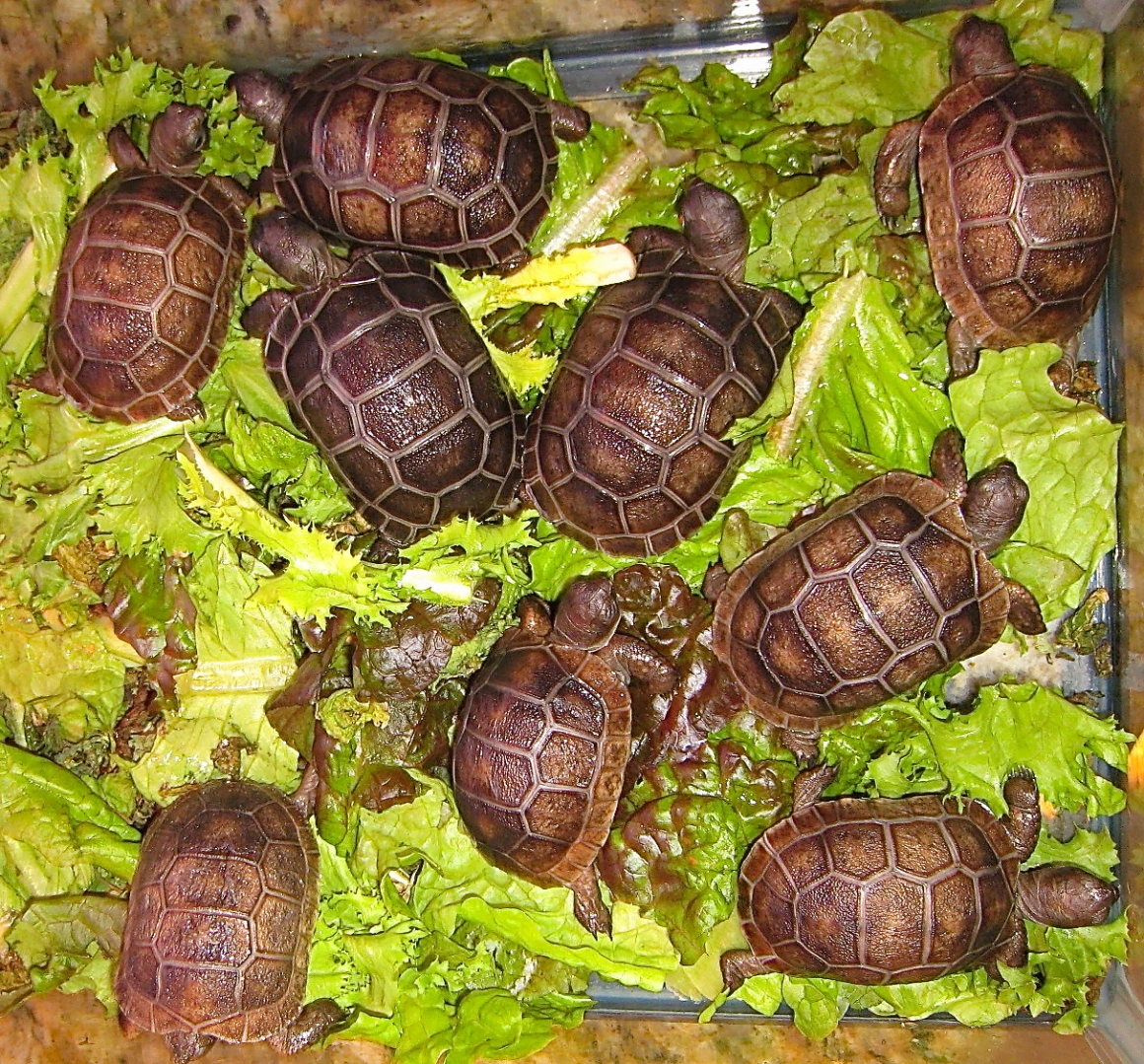 ALDABRA BREEDER