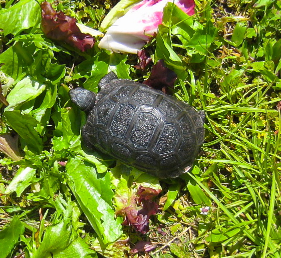 ALDABRA BREEDER