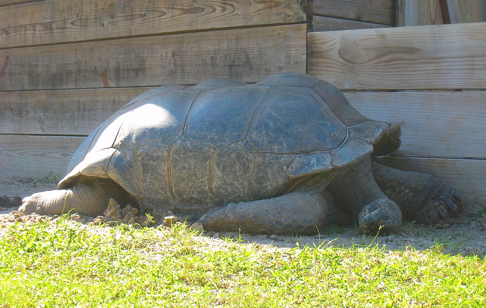 ALDABRA BREEDER