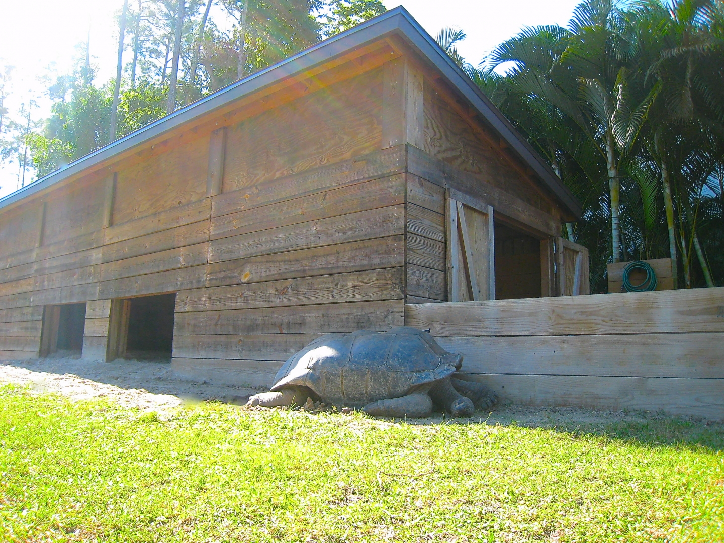 ALDABRA BREEDER
