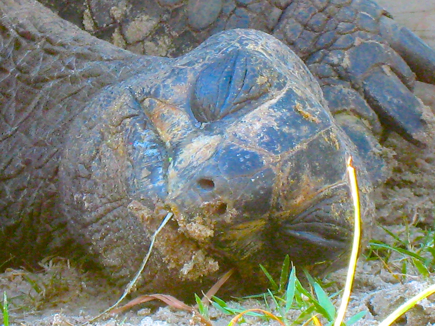 ALDABRA BREEDER