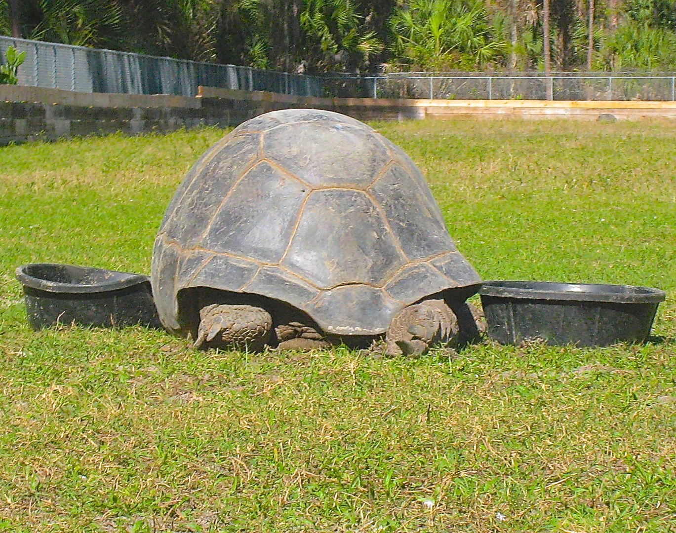 ALDABRA BREEDER
