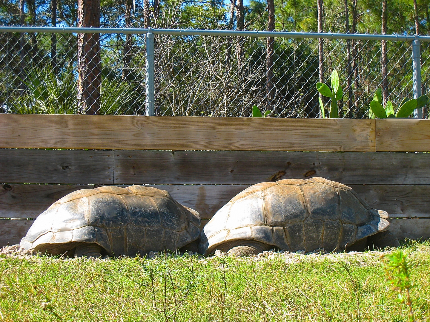 ALDABRA BREEDER