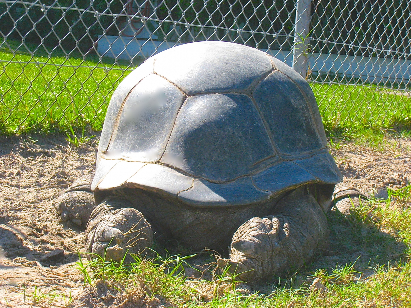 ALDABRA BREEDER