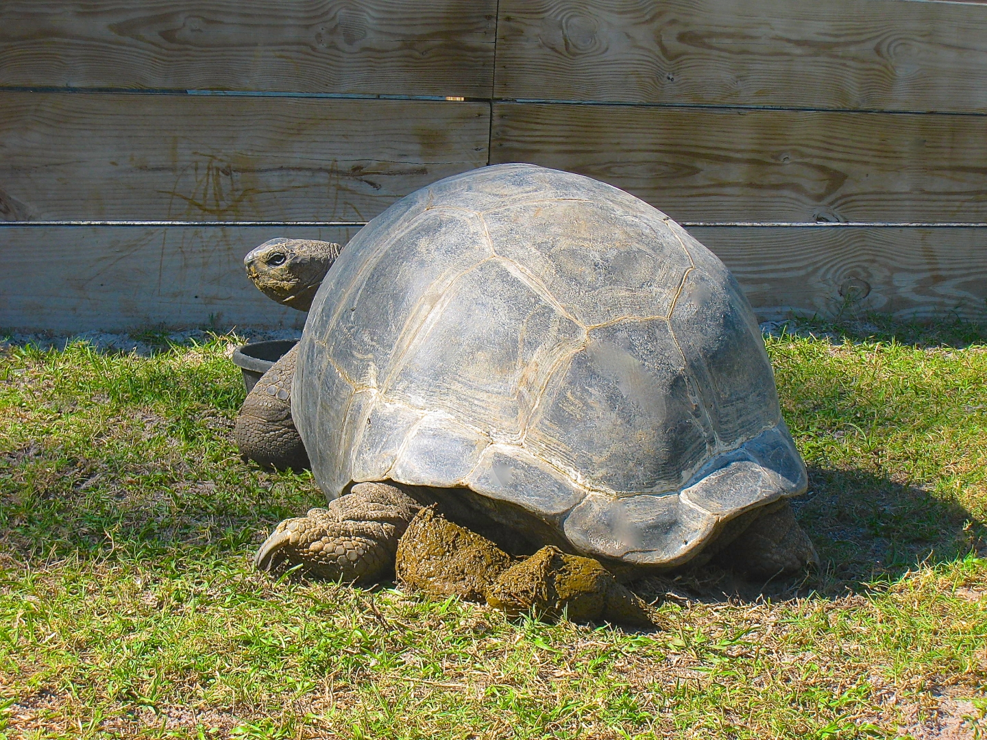 ALDABRA BREEDER