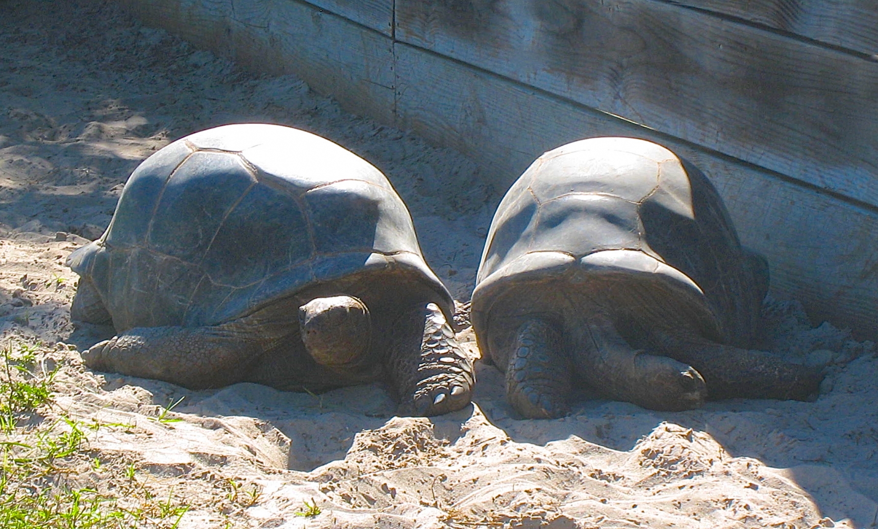 ALDABRA BREEDER