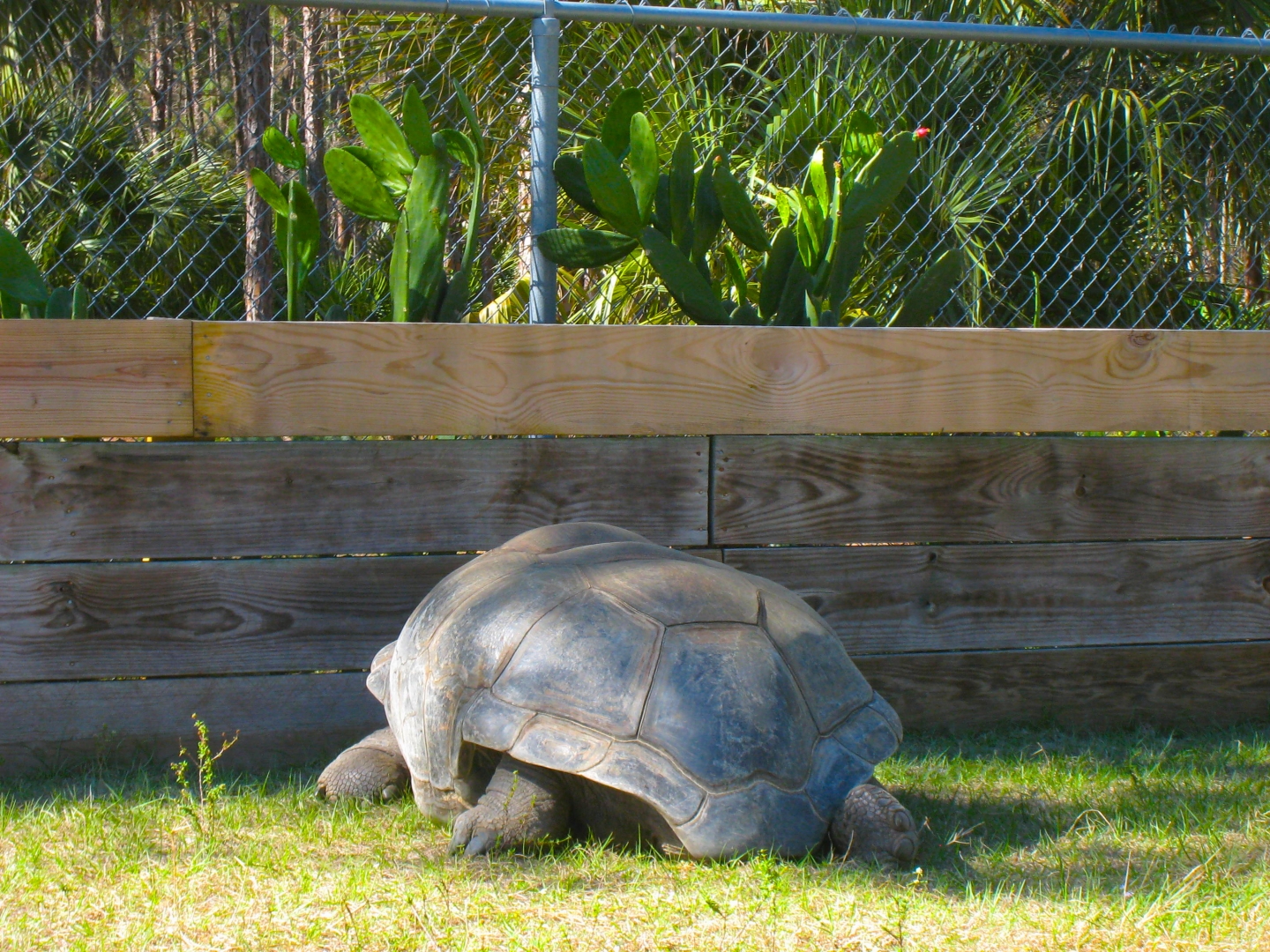 ALDABRA BREEDER