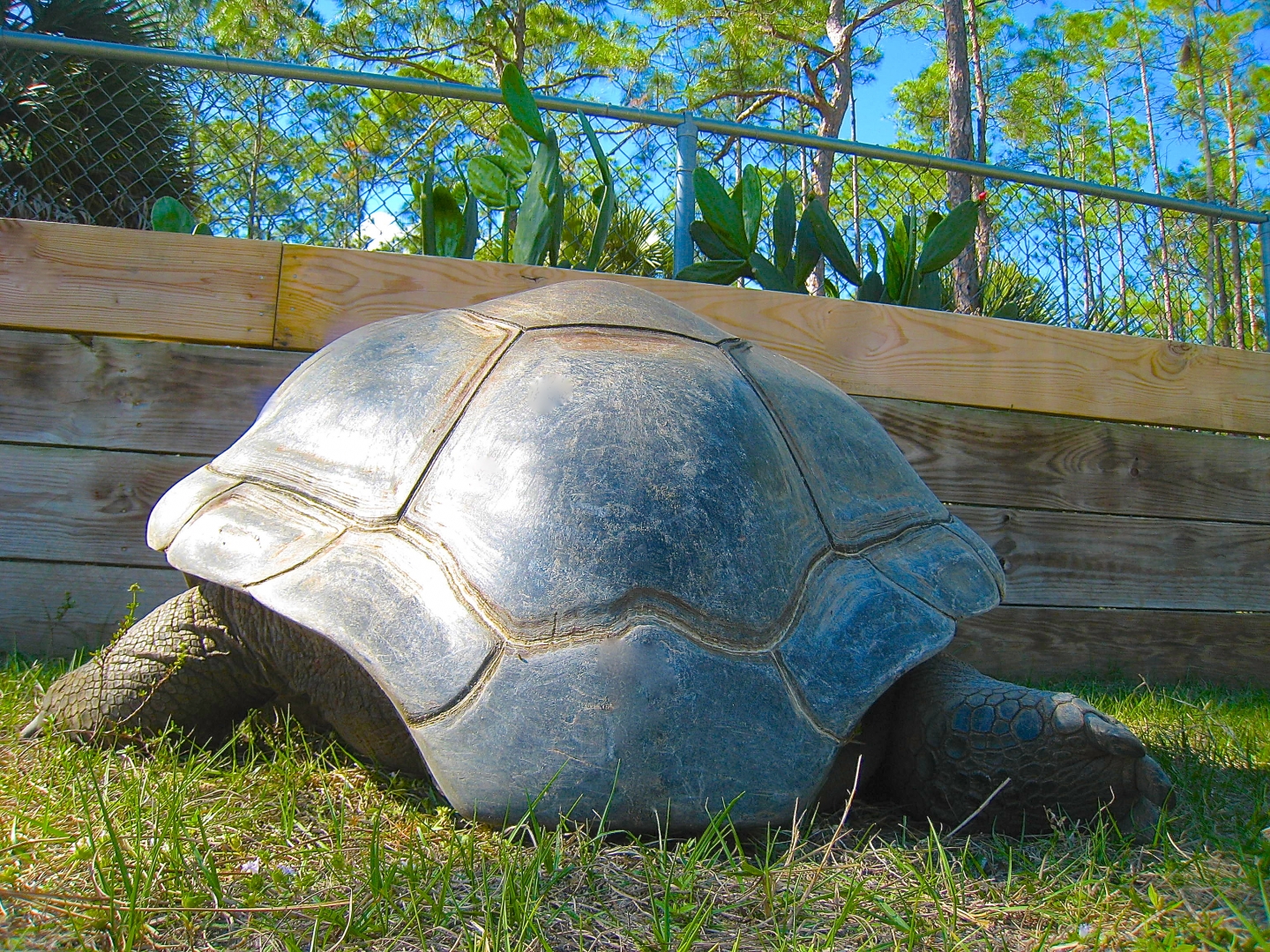ALDABRA BREEDER