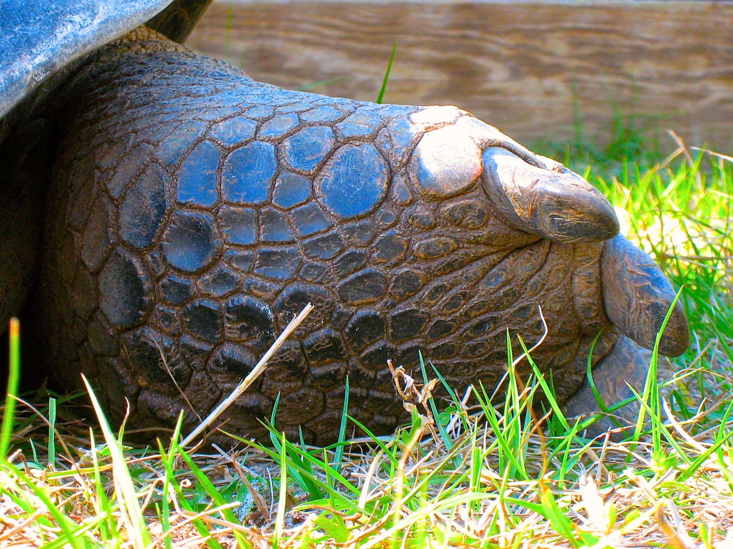 ALDABRA BREEDER