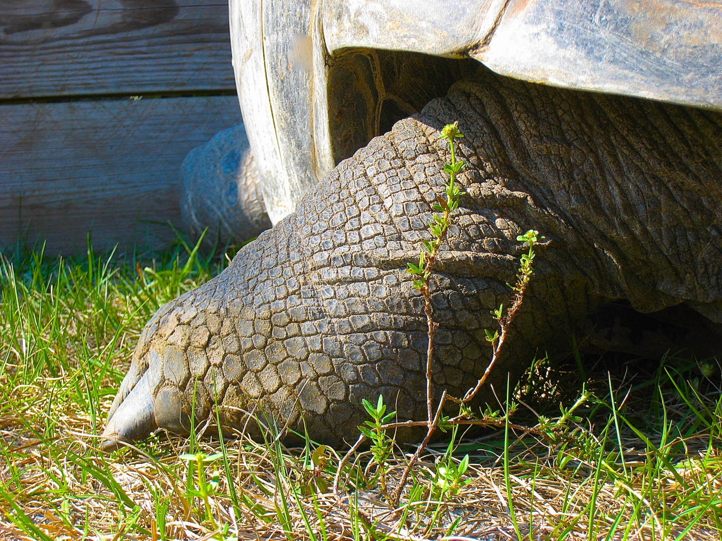 ALDABRA BREEDER