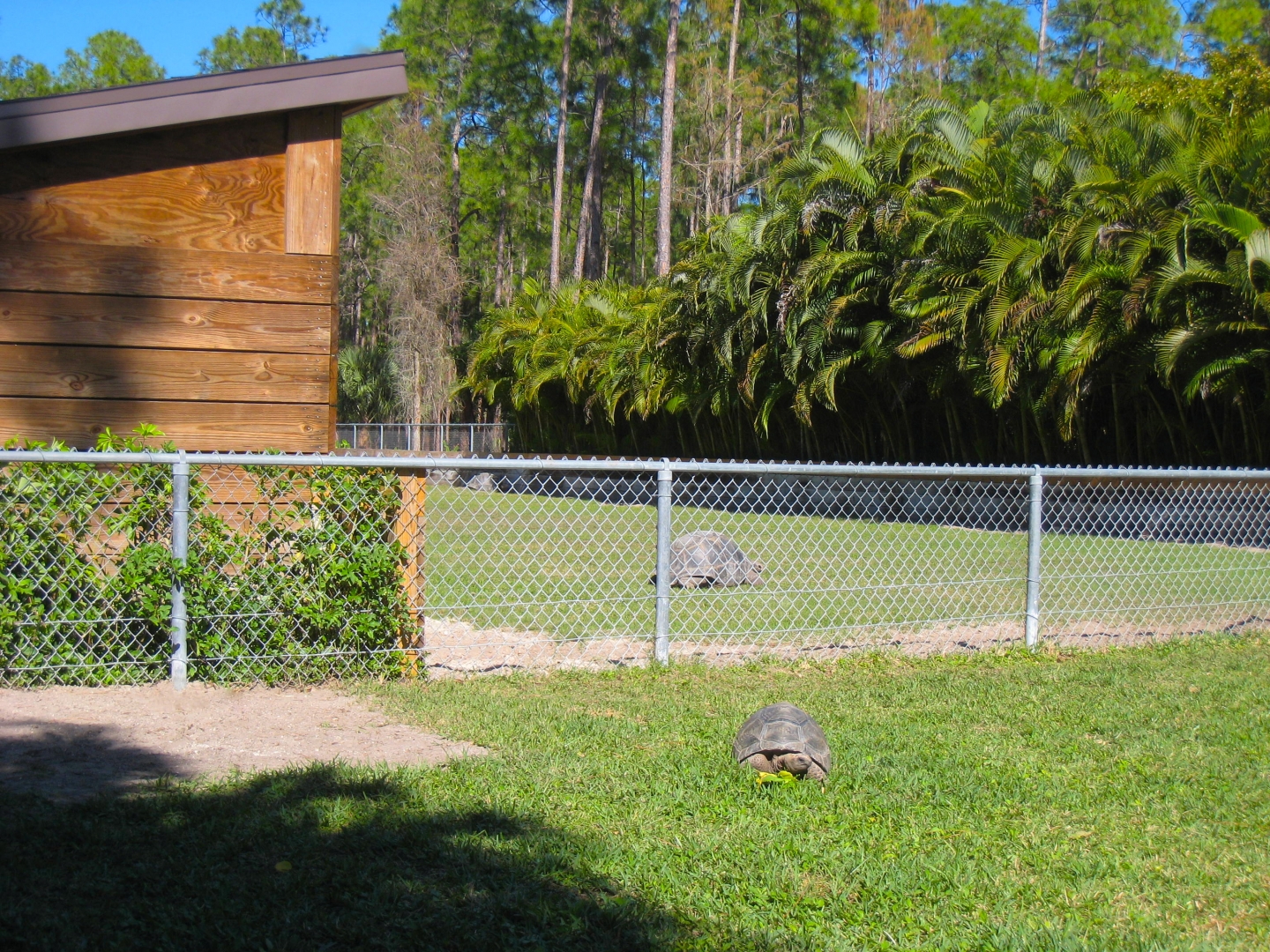 ALDABRA BREEDER