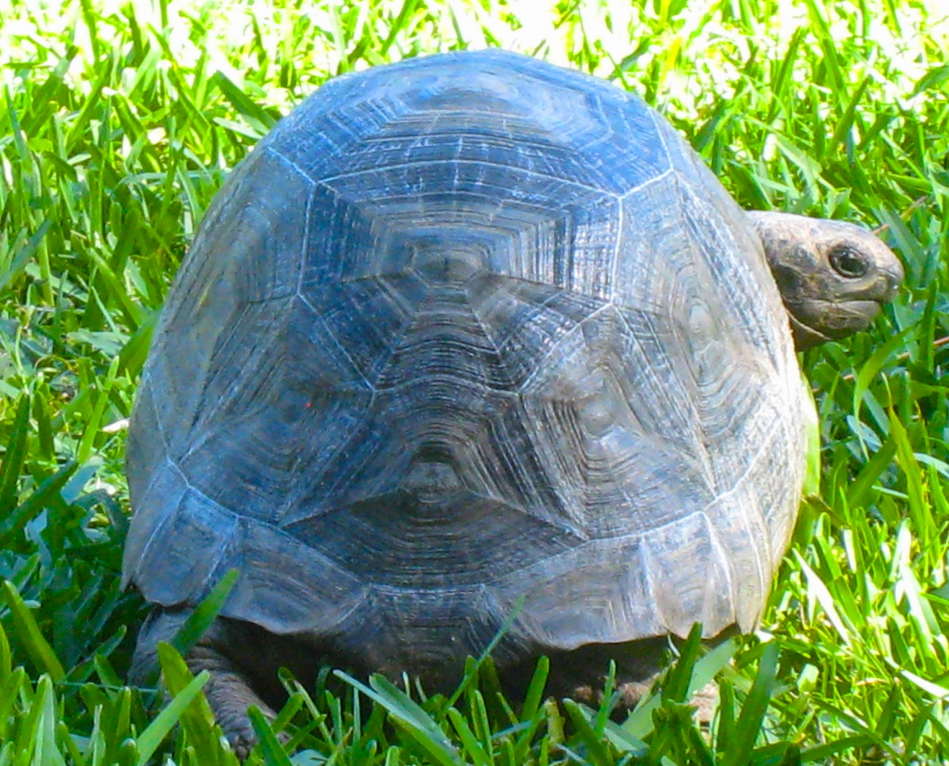 ALDABRA BREEDER