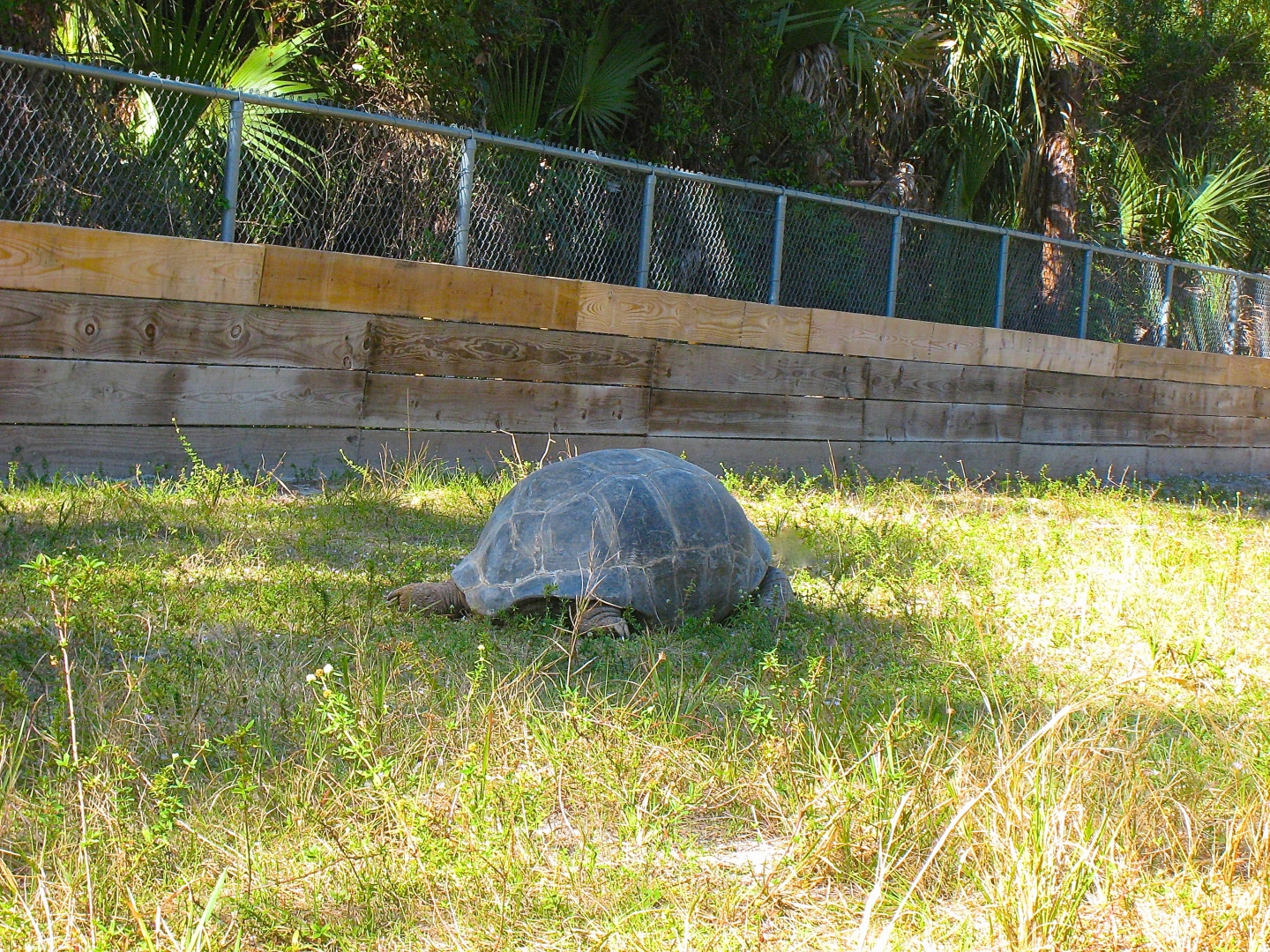 ALDABRA BREEDER